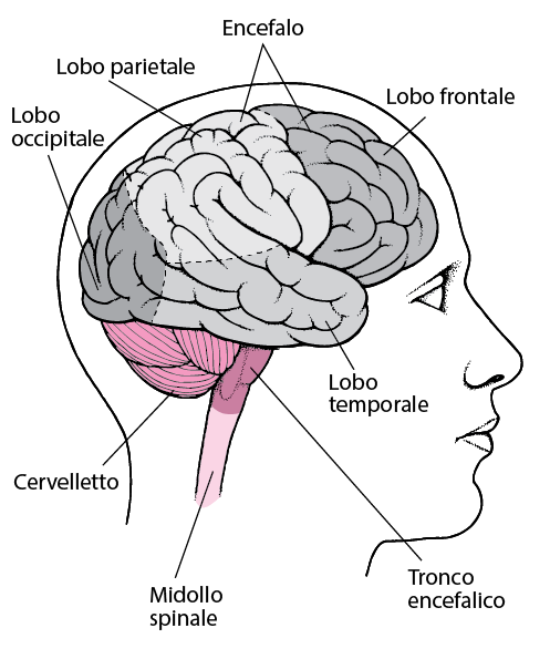 Sistema nervoso centrale - Microlearning